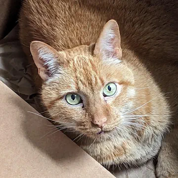 Cheddar, an orange tabby cat with light green eyes, lying on a brown paper bag