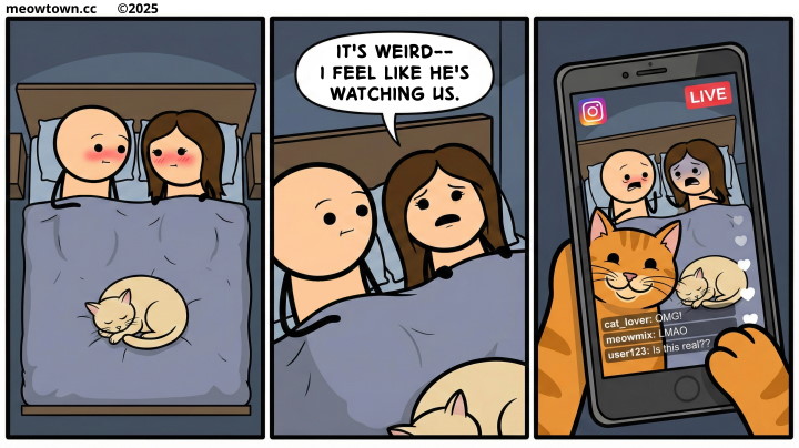 A three-panel comic. Panel one: a bald man and a brown-haired woman lie together in bed under a blue blanket, both blushing, sharing a private moment. A buff tabby cat sleeps curled at the foot of the bed. Panel two: the same couple, now visibly uncomfortable and looking off-camera. Woman: 'It's weird — I feel like he's watching us.' Panel three: a smartphone screen shows an Instagram Live stream pointed at the couple in bed; an orange tabby paw holds the phone. The live comments scroll: 'cat_lover: OMG!' 'meowmix: LMAO' 'user123: Is this real??'