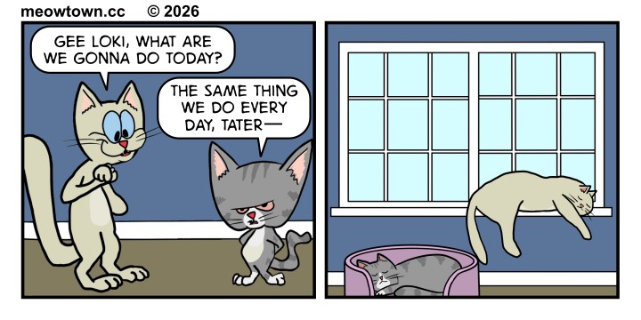 A two-panel MeowTown comic in Pinky and the Brain style. Panel 1: Two cats drawn in classic animation style stand in an empty room. The buff-colored cat on the left, stylized as Pinky, has wide blue eyes and an open-mouthed expression. He says, 'Gee Loki, what are we gonna do today?' The gray tabby on the right, stylized as the Brain, has a furrowed brow and a grumpy expression. He replies, 'The same thing we do every day, Tater—' with an em-dash trailing off. Panel 2: The same cats in MeowTown's normal art style. Tater Tot, the buff tabby, is sprawled and sleeping on a sunny window sill. Loki, the gray tabby, is curled up asleep in a pink cat bed on the floor below. Neither cat has any dialogue.