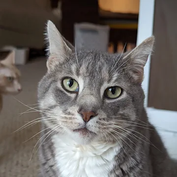 Loki, a very large gray tabby cat with white chest, staring at the camera with green eyes