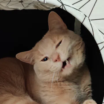 Tater Tot, a buff orange tabby cat, squinting one eye while curled up in a dark cat bed